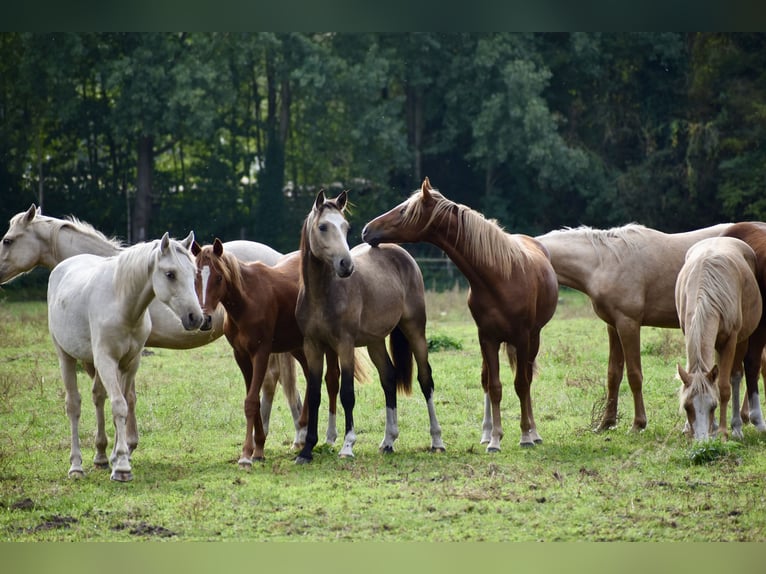 Deutsches Reitpony Wallach 3 Jahre 145 cm Falbe in Bissendorf