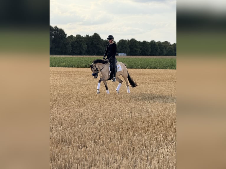 Deutsches Reitpony Wallach 3 Jahre 145 cm Falbe in Bergheim