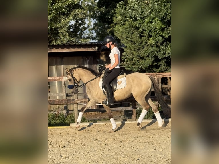 Deutsches Reitpony Wallach 3 Jahre 145 cm Falbe in Bergheim