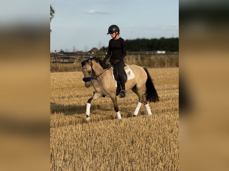 Deutsches Reitpony Wallach 3 Jahre 145 cm Falbe in Bergheim