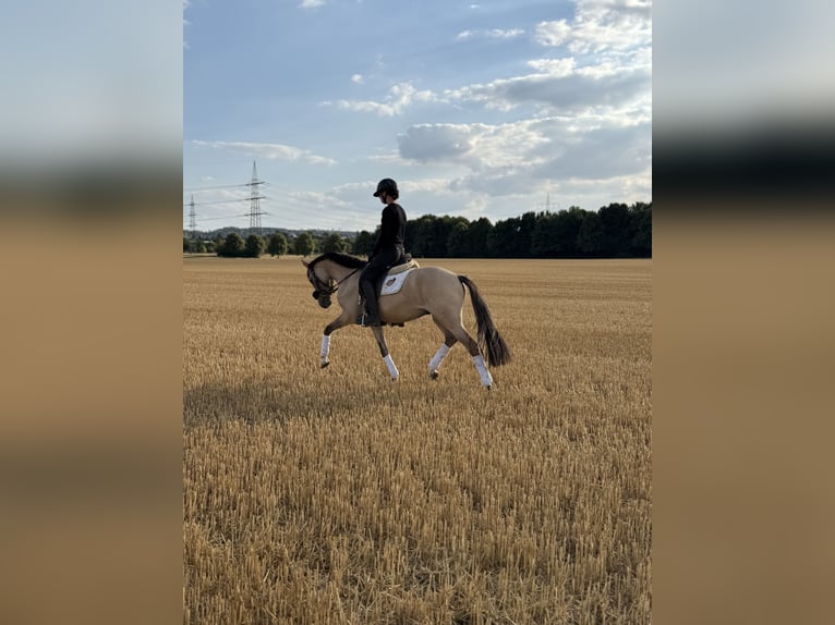 Deutsches Reitpony Wallach 3 Jahre 145 cm Falbe in Bergheim