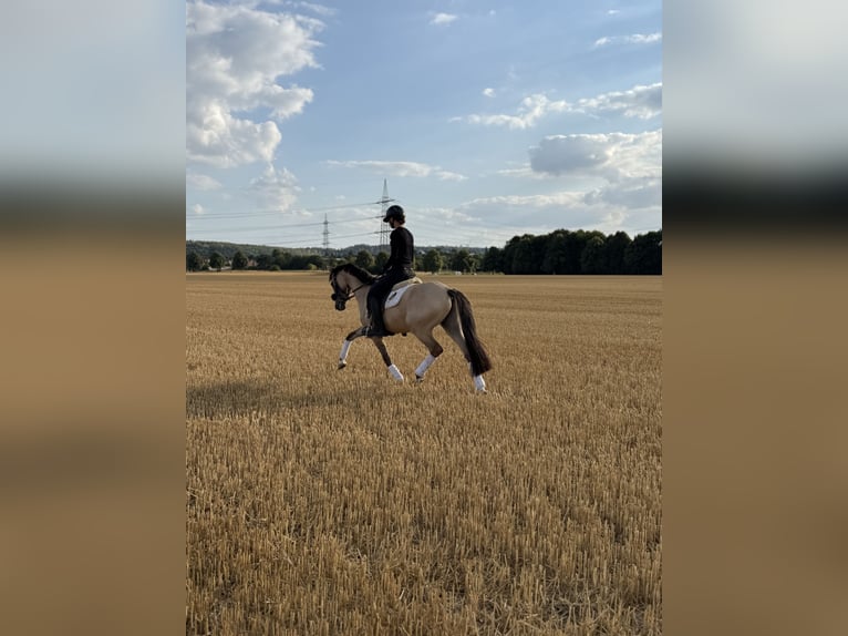 Deutsches Reitpony Wallach 3 Jahre 145 cm Falbe in Bergheim