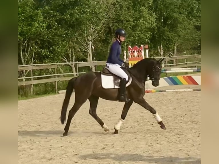 Deutsches Reitpony Wallach 3 Jahre 145 cm Falbe in Hude (Oldenburg)Hude