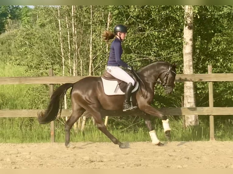 Deutsches Reitpony Wallach 3 Jahre 145 cm Falbe in Hude (Oldenburg)Hude