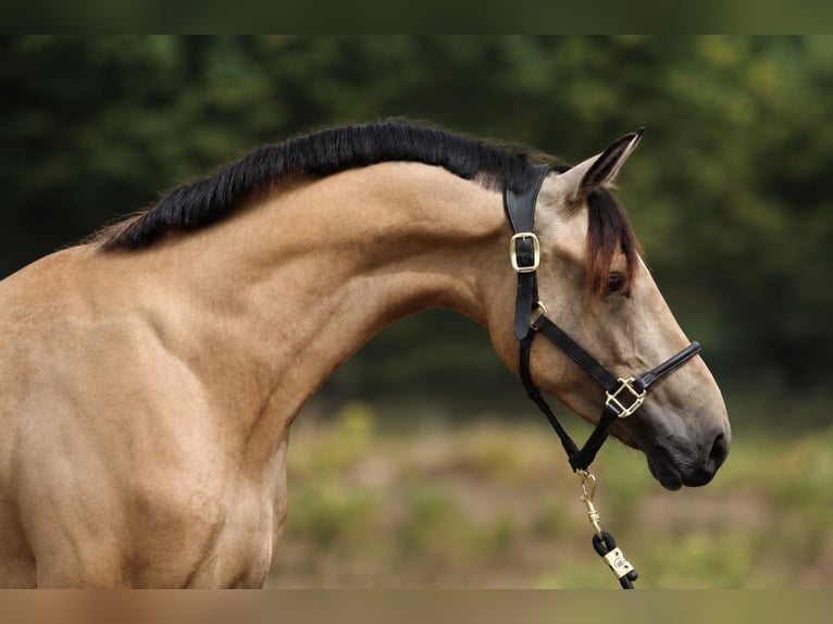 Deutsches Reitpony Wallach 3 Jahre 145 cm Falbe in Hamburg