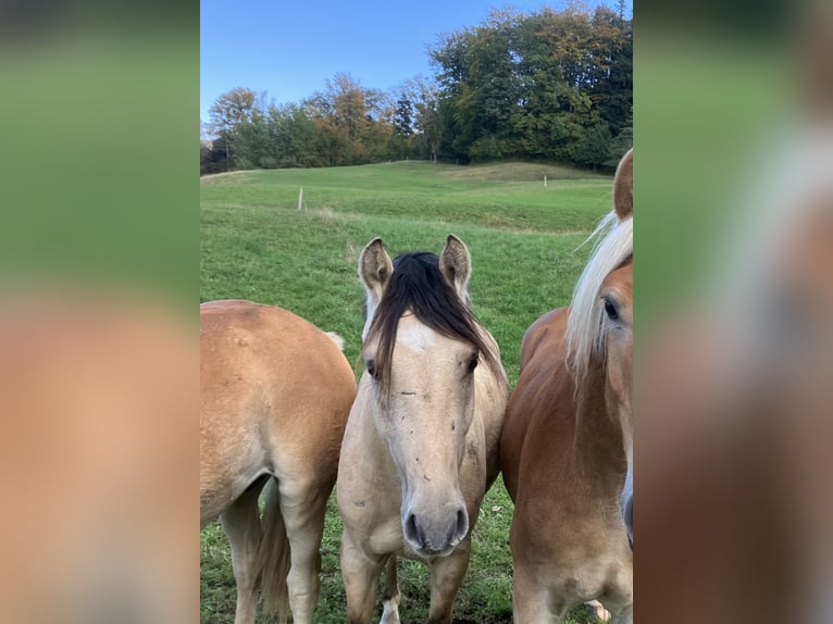 Deutsches Reitpony Wallach 3 Jahre 145 cm Falbe in St.Georgen an der Leys