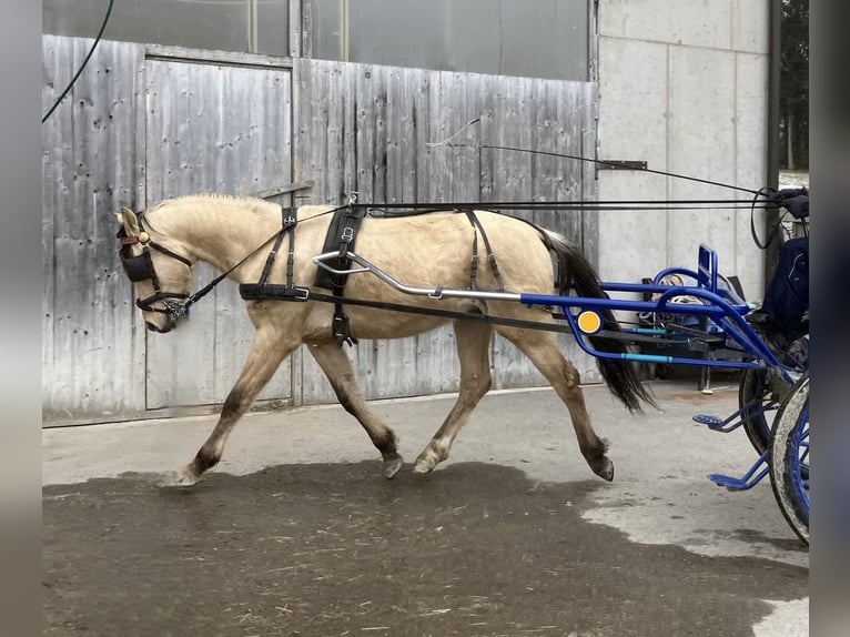 Deutsches Reitpony Wallach 3 Jahre 145 cm Falbe in St.Georgen an der Leys