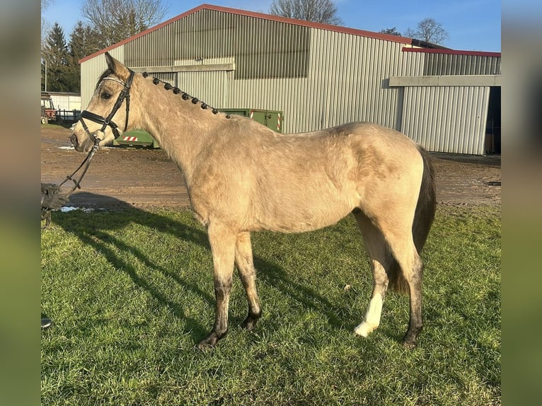 Deutsches Reitpony Wallach 3 Jahre 145 cm Falbe in Güstrow