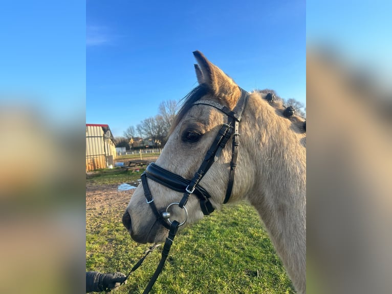 Deutsches Reitpony Wallach 3 Jahre 145 cm Falbe in Güstrow