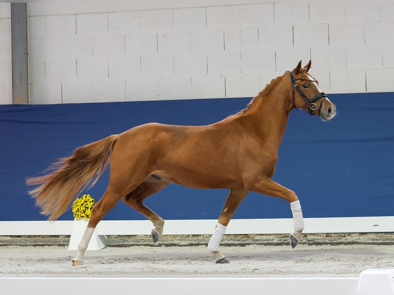 Deutsches Reitpony Wallach 3 Jahre 145 cm Fuchs in Marsberg