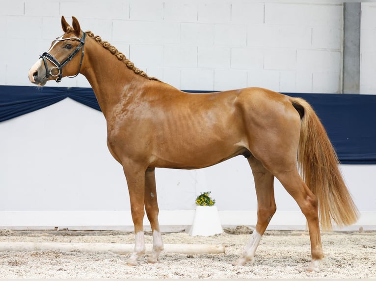 Deutsches Reitpony Wallach 3 Jahre 145 cm Fuchs in Marsberg