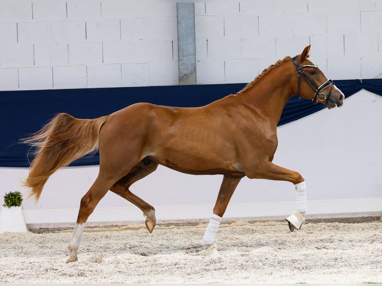 Deutsches Reitpony Wallach 3 Jahre 145 cm Fuchs in Marsberg