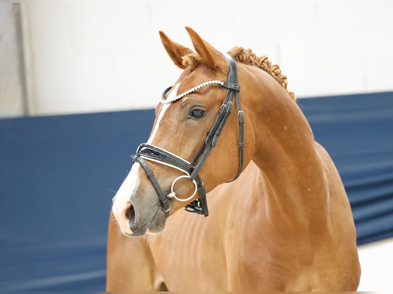 Deutsches Reitpony Wallach 3 Jahre 145 cm Fuchs in Marsberg