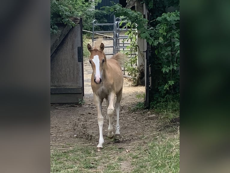 Deutsches Reitpony Wallach 3 Jahre 145 cm Fuchs in Mülheim-Kärlich