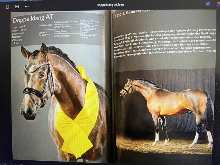 Deutsches Reitpony Wallach 3 Jahre 145 cm Fuchs in Mülheim-Kärlich