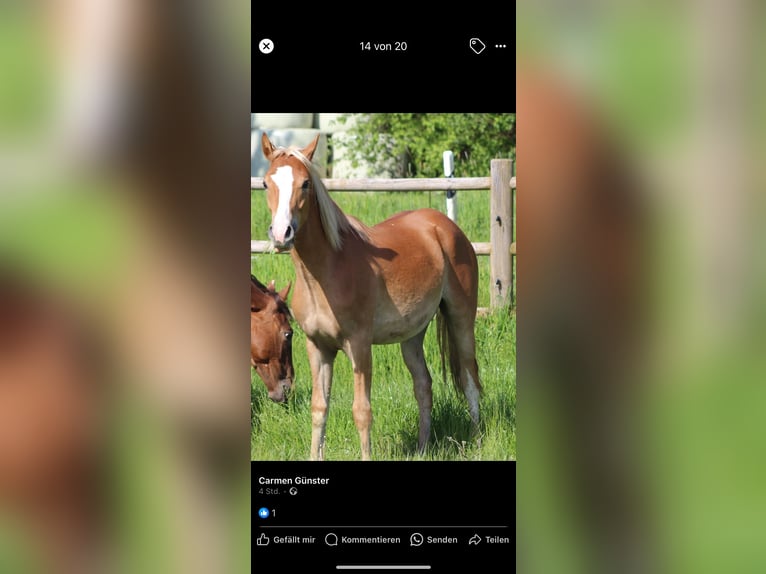 Deutsches Reitpony Wallach 3 Jahre 145 cm Fuchs in Mülheim-Kärlich