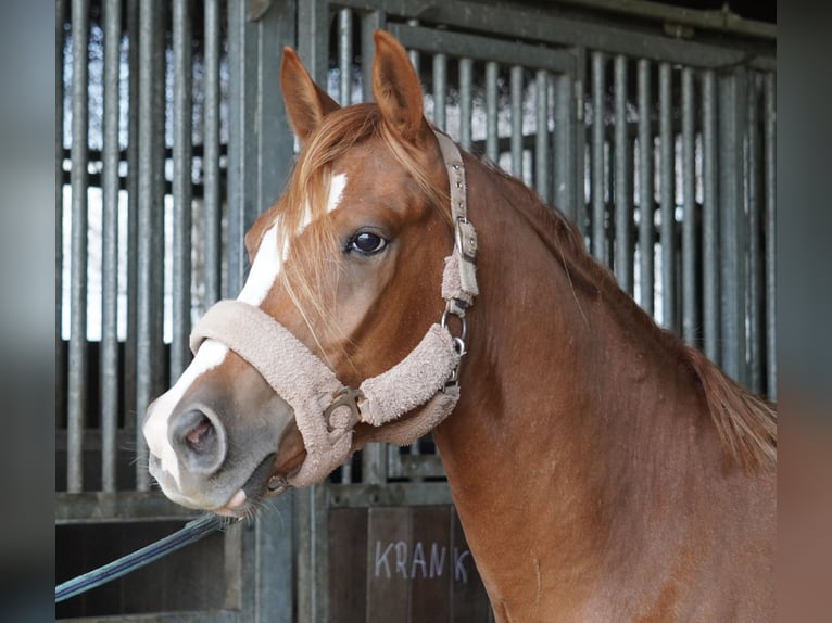 Deutsches Reitpony Wallach 3 Jahre 145 cm Fuchs in Treuenbrietzen
