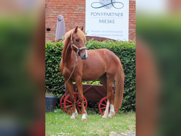 Deutsches Reitpony Wallach 3 Jahre 145 cm Fuchs in Groß Twülpstedt