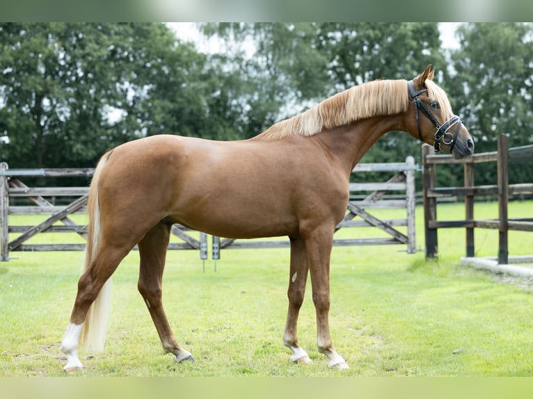 Deutsches Reitpony Wallach 3 Jahre 145 cm Fuchs in Veghel