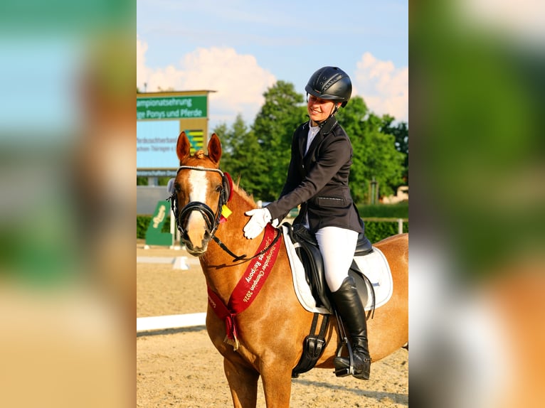 Deutsches Reitpony Wallach 3 Jahre 145 cm Fuchs in Pölzig