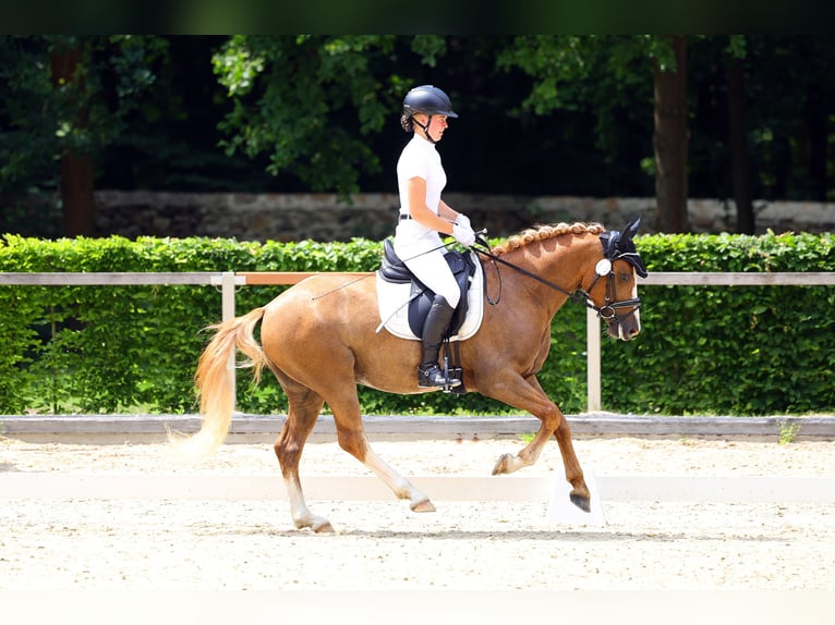 Deutsches Reitpony Wallach 3 Jahre 145 cm Fuchs in Pölzig
