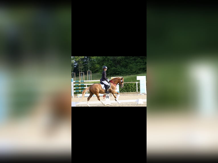 Deutsches Reitpony Wallach 3 Jahre 145 cm Fuchs in Pölzig
