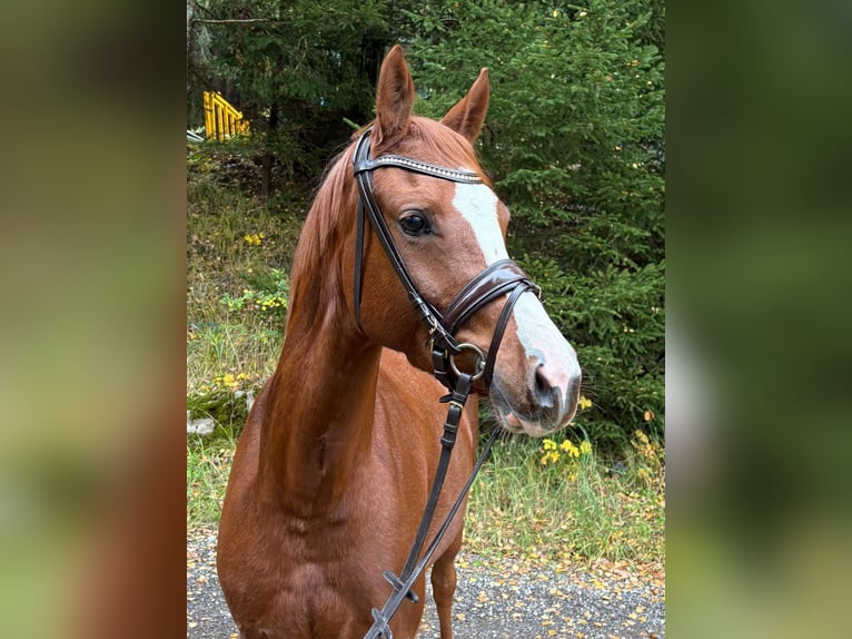 Deutsches Reitpony Wallach 3 Jahre 145 cm Fuchs in Jengen
