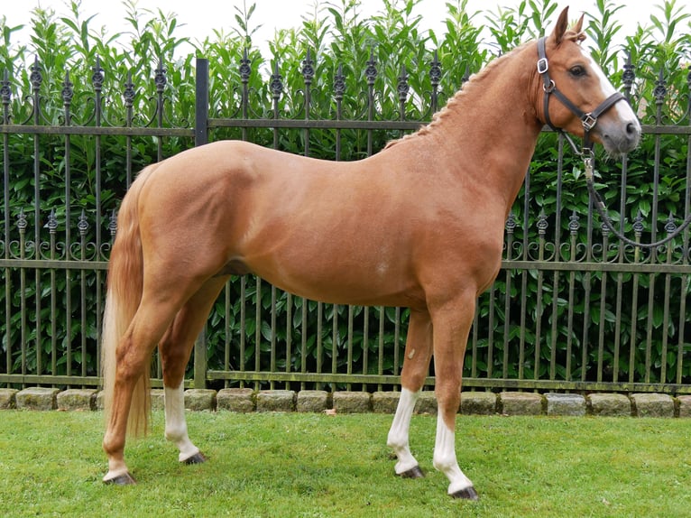 Deutsches Reitpony Wallach 3 Jahre 145 cm Fuchs in Dorsten