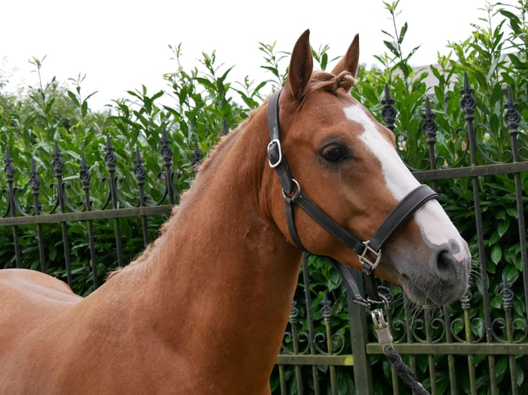 Deutsches Reitpony Wallach 3 Jahre 145 cm Fuchs in Dorsten