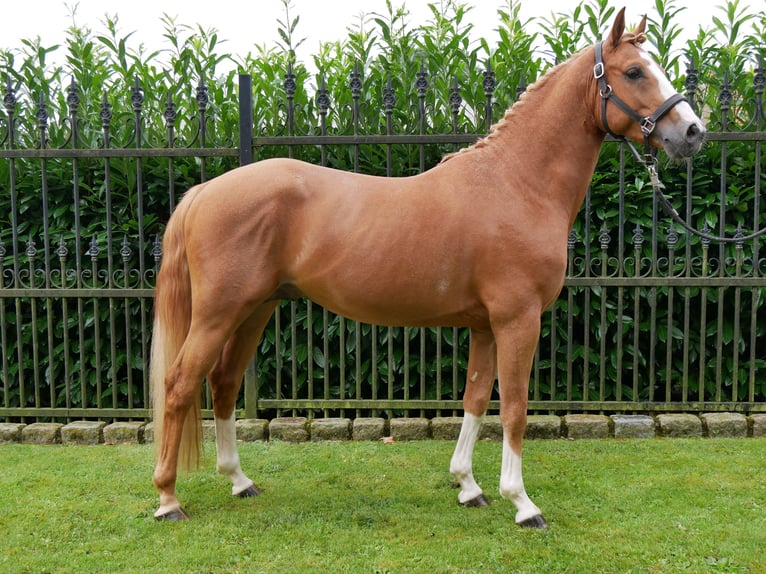 Deutsches Reitpony Wallach 3 Jahre 145 cm Fuchs in Dorsten