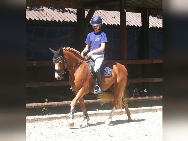 Deutsches Reitpony Wallach 3 Jahre 145 cm Fuchs in Dorsten