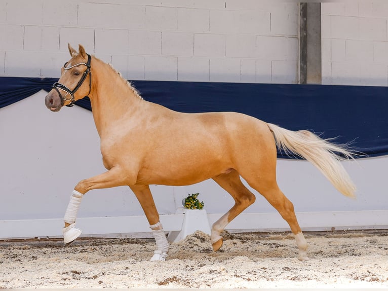 Deutsches Reitpony Wallach 3 Jahre 145 cm Palomino in Marsberg