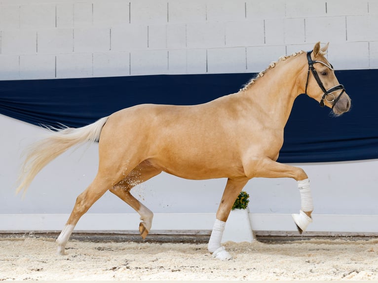 Deutsches Reitpony Wallach 3 Jahre 145 cm Palomino in Marsberg
