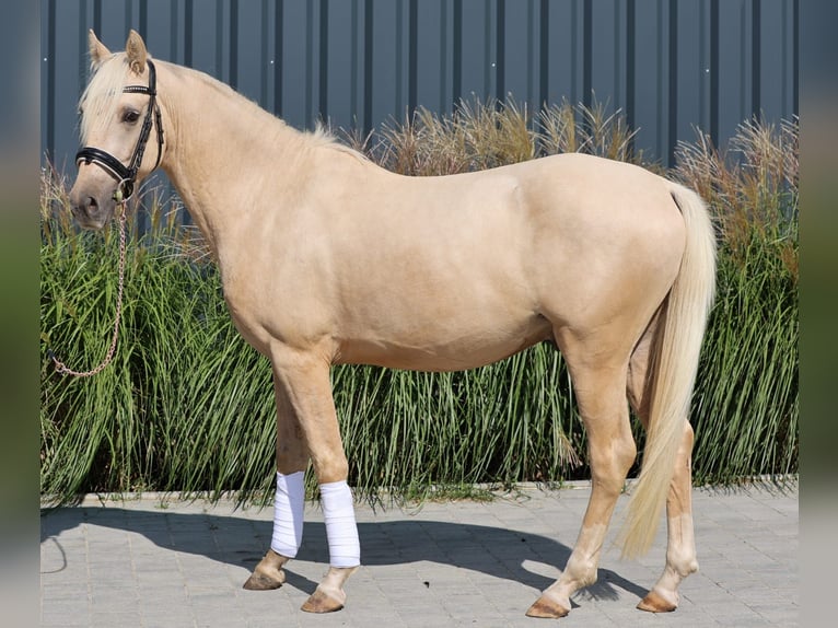 Deutsches Reitpony Wallach 3 Jahre 145 cm Palomino in Floß