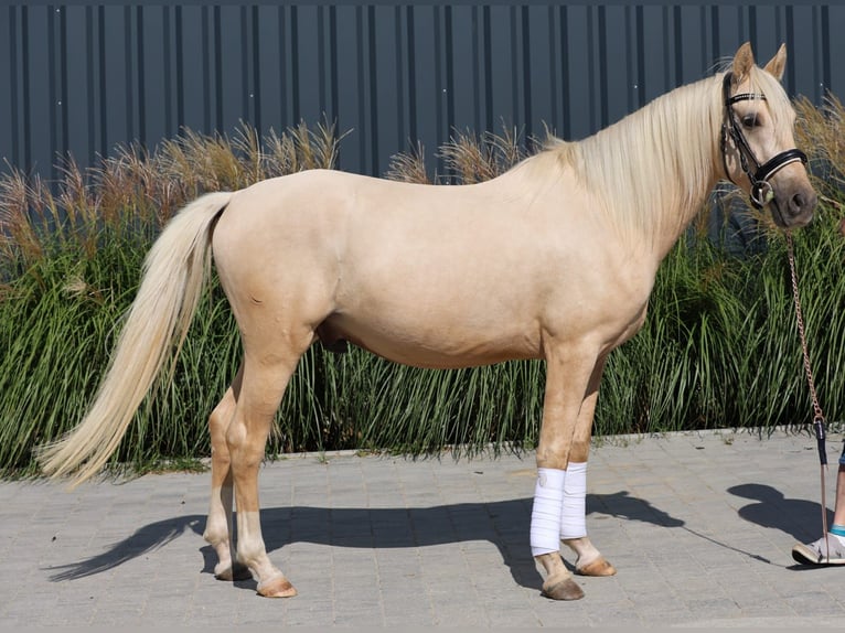 Deutsches Reitpony Wallach 3 Jahre 145 cm Palomino in Floß