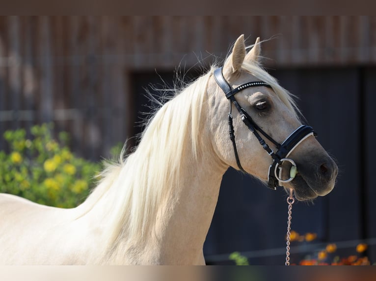 Deutsches Reitpony Wallach 3 Jahre 145 cm Palomino in Floß