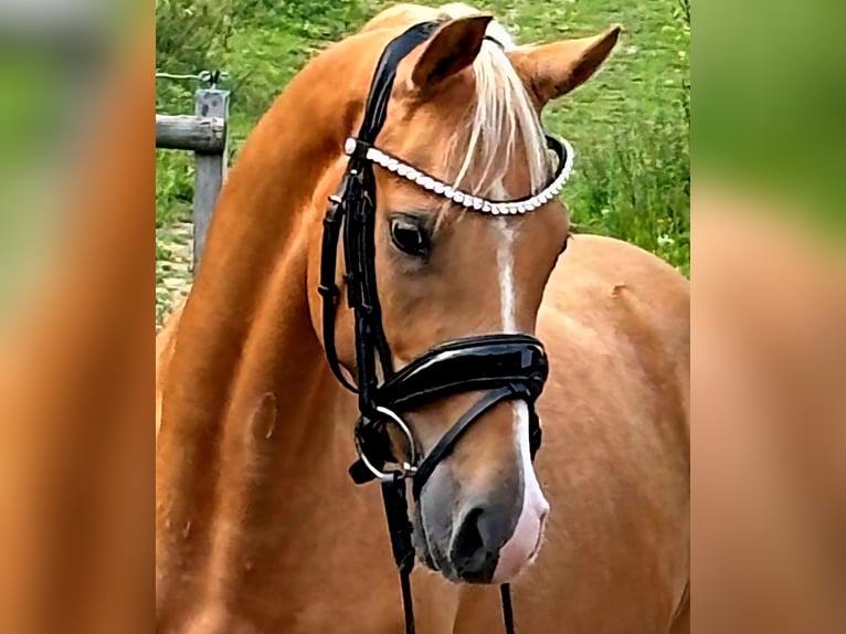 Deutsches Reitpony Wallach 3 Jahre 145 cm Palomino in Ruppichteroth