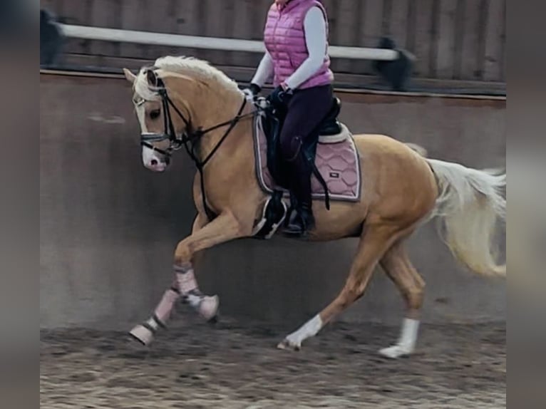 Deutsches Reitpony Wallach 3 Jahre 145 cm Palomino in Ubstadt-Weiher