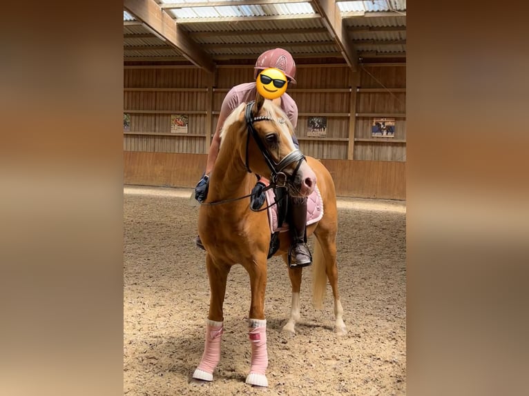 Deutsches Reitpony Wallach 3 Jahre 145 cm Palomino in Ubstadt-Weiher