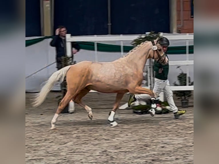 Deutsches Reitpony Wallach 3 Jahre 145 cm Palomino in Ubstadt-Weiher