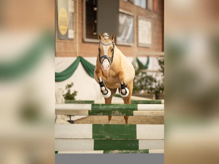 Deutsches Reitpony Wallach 3 Jahre 145 cm Palomino in Ubstadt-Weiher