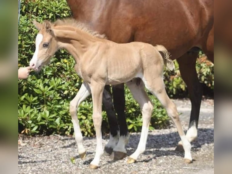 Deutsches Reitpony Wallach 3 Jahre 145 cm Palomino in Ubstadt-Weiher