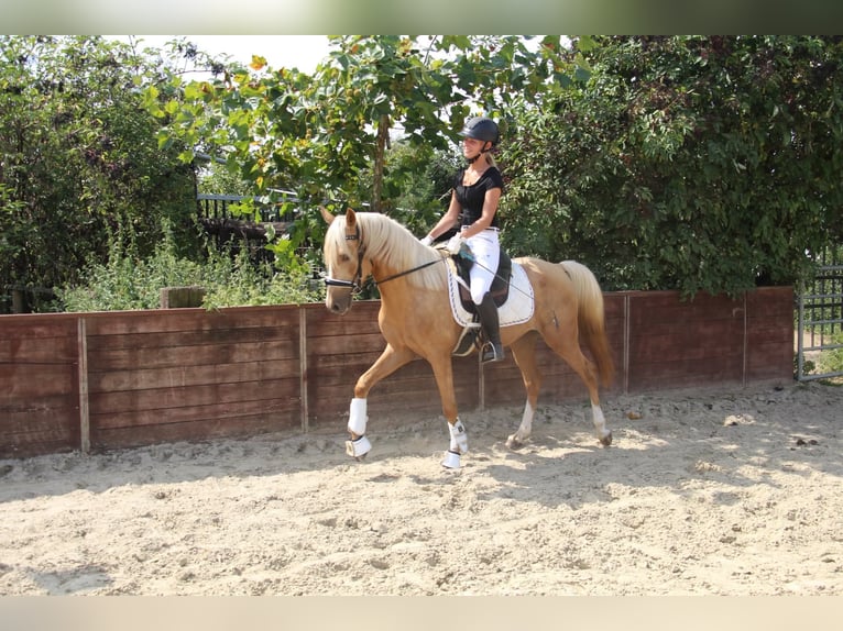 Deutsches Reitpony Wallach 3 Jahre 145 cm Palomino in Rees