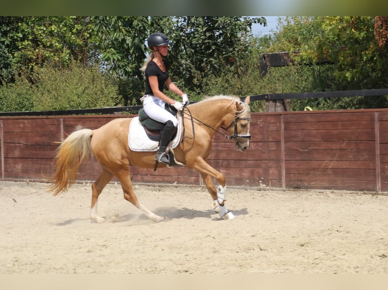 Deutsches Reitpony Wallach 3 Jahre 145 cm Palomino in Rees