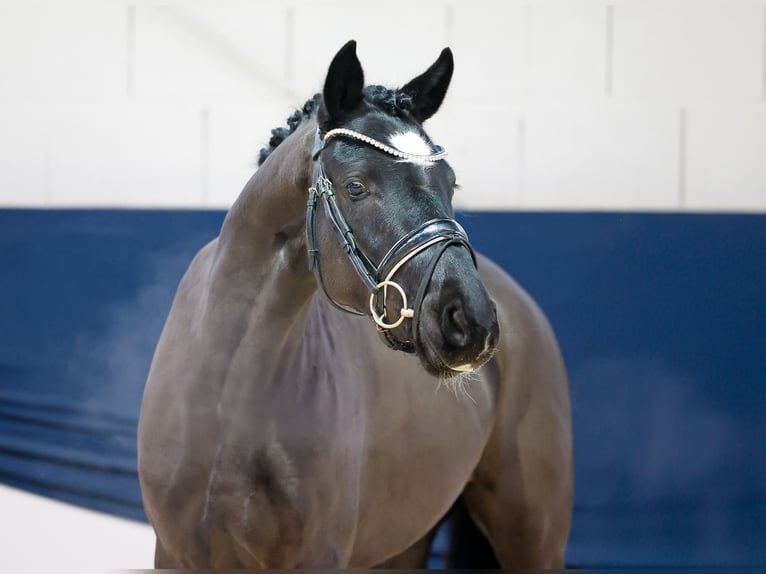 Deutsches Reitpony Wallach 3 Jahre 145 cm Rappe in Marsberg