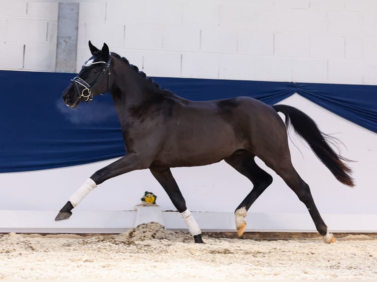 Deutsches Reitpony Wallach 3 Jahre 145 cm Rappe in Marsberg