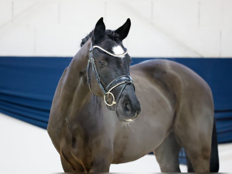 Deutsches Reitpony Wallach 3 Jahre 145 cm Rappe in Marsberg