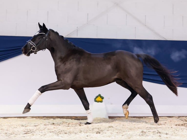 Deutsches Reitpony Wallach 3 Jahre 145 cm Rappe in Marsberg