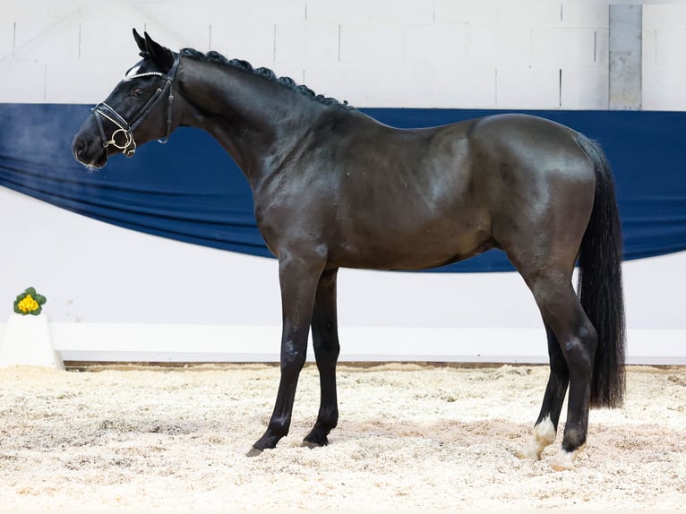 Deutsches Reitpony Wallach 3 Jahre 145 cm Rappe in Marsberg