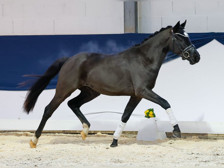 Deutsches Reitpony Wallach 3 Jahre 145 cm Rappe in Marsberg